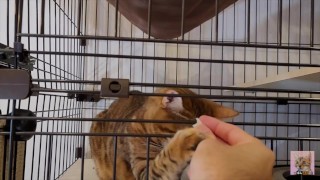 Pussy who wants your treat and tries hard to lick it . . I can see all the way into her mouth!